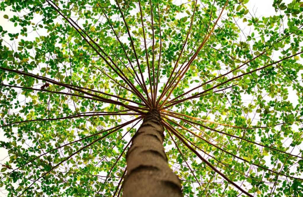 arbres Comment capter l'énergie des arbres • Développer puissance et joie